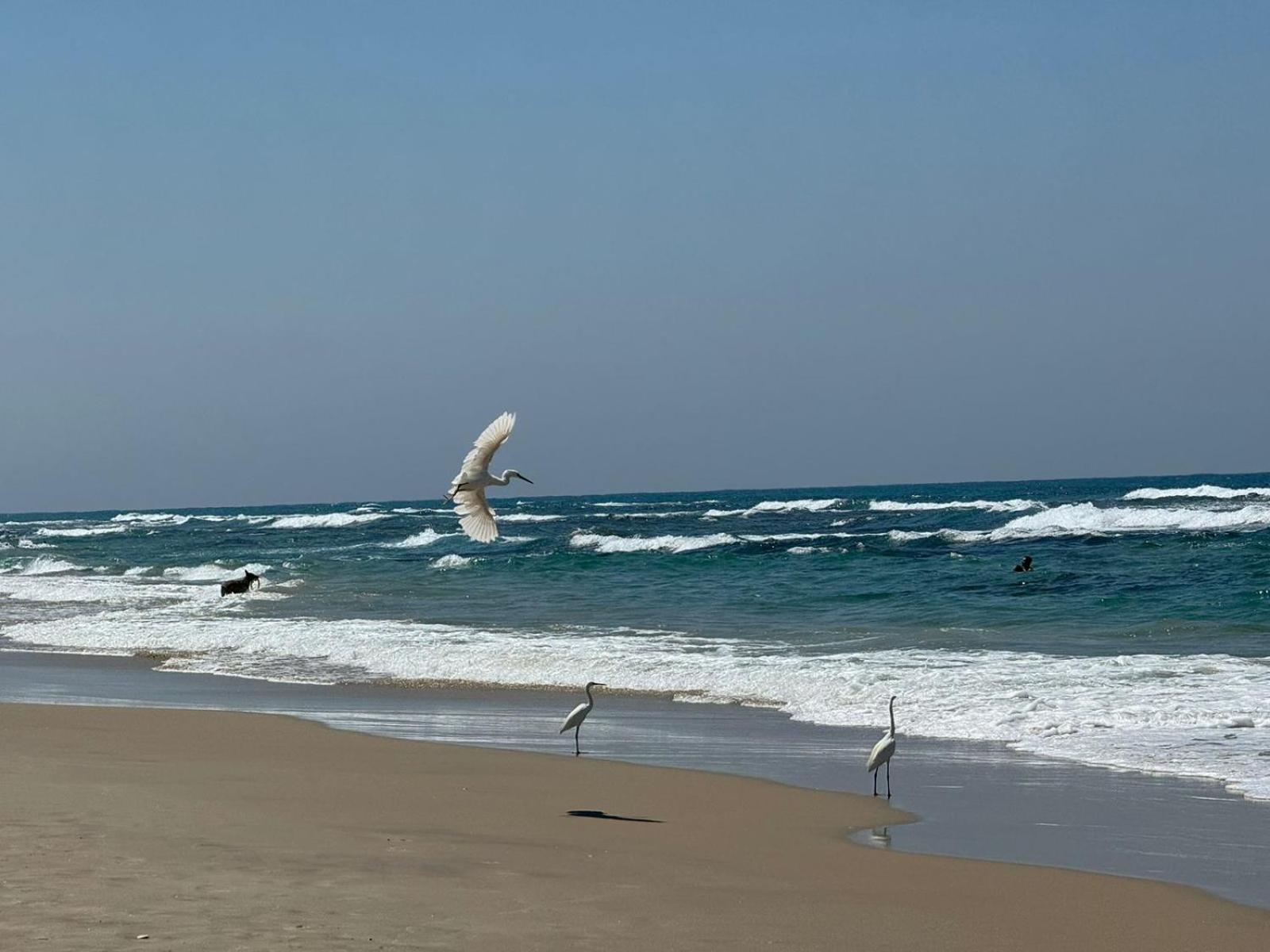 Go To Apartments In Leonardo Bat Yam Exteriör bild